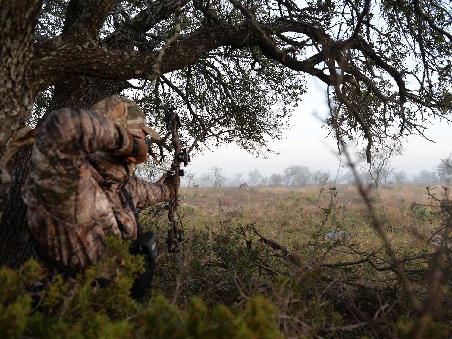 A hunter draws back on a compound bow from in the brush.
