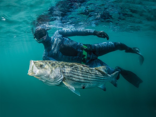 The Beginner’s Guide to Spearfishing
