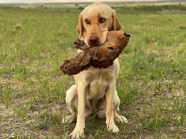 Hunting with Nellie, a Retriever With Limitless Natural Instincts—and Embarrassingly Little Grace