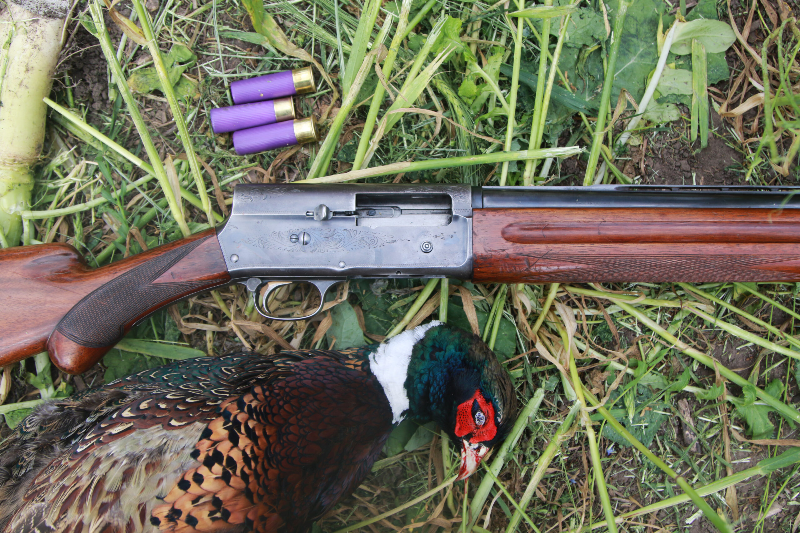 A ring-necked rooster pheasant beside a shotgun and three purple 16-gauge shells
