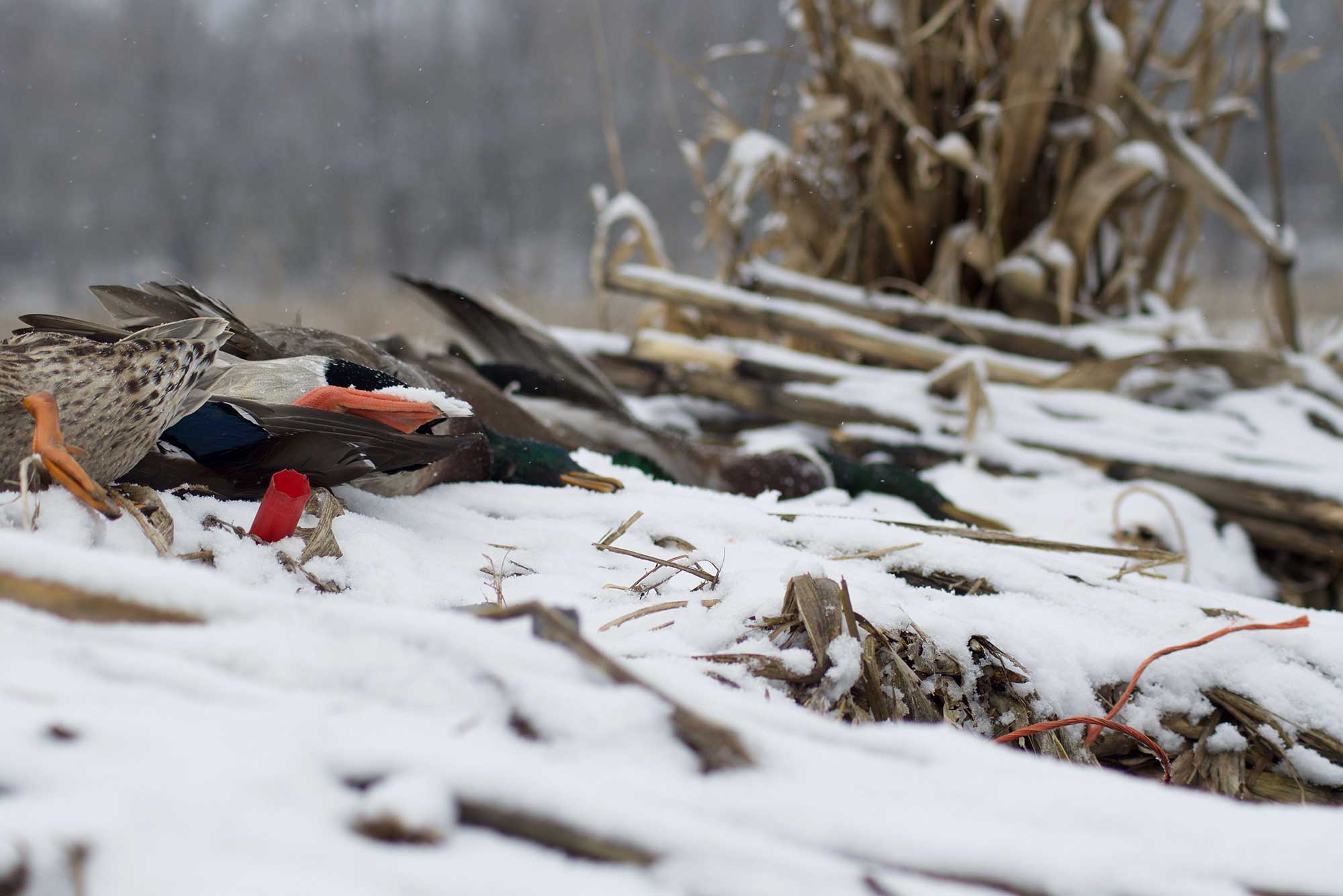 A snowy landscape for duck hunting