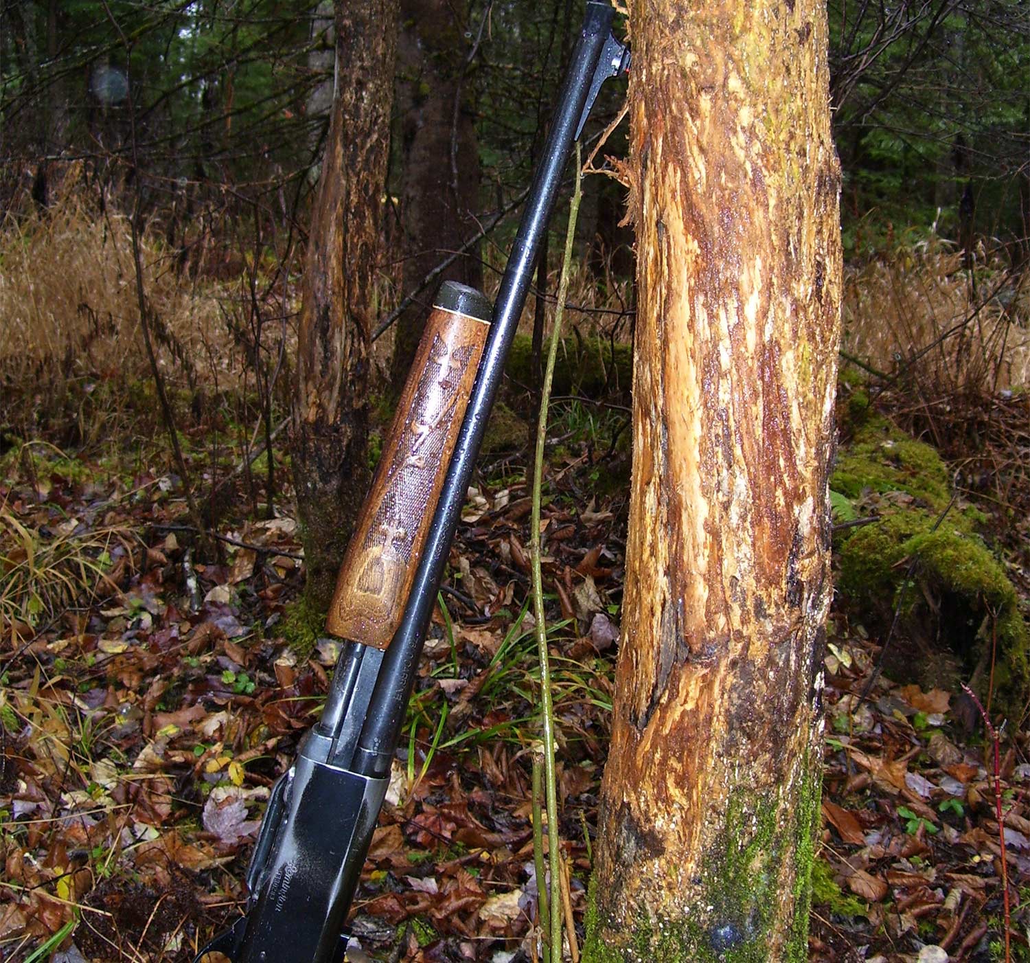 A rifle leans on the tree against a signpost rub on a tree.