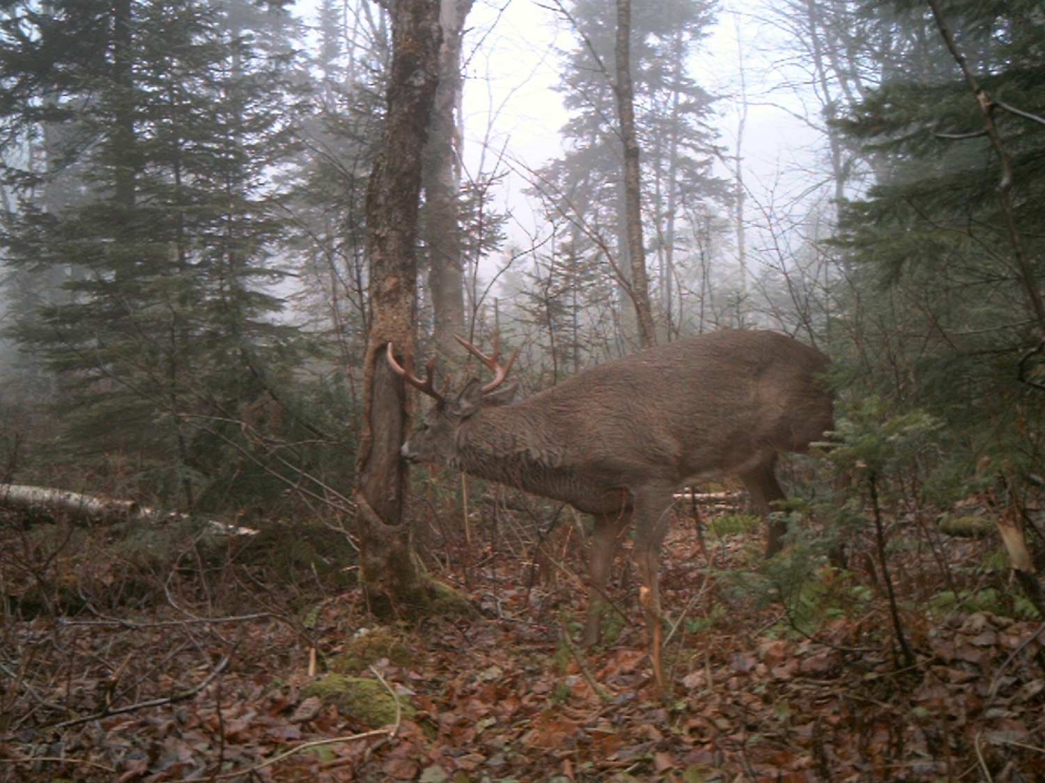 A large buck wanders through the woods and scrapes a signpost rub.