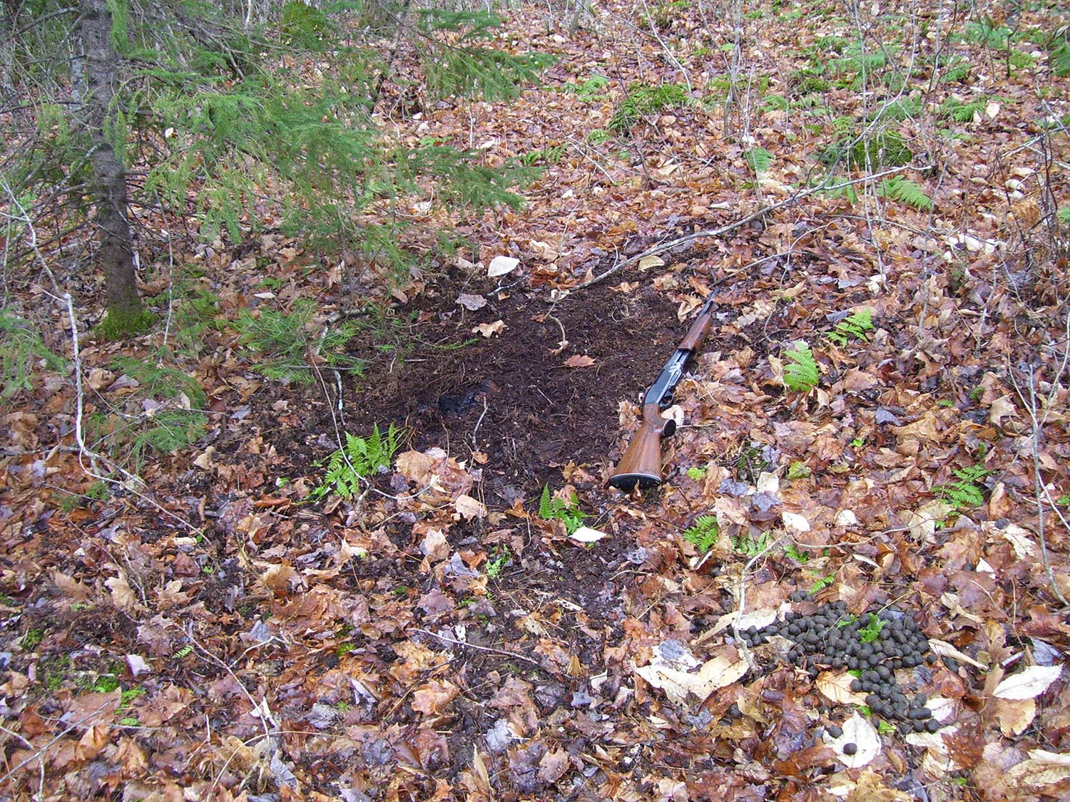 A rifle on the group in a pile of leaves next to a disturbed area of ground.