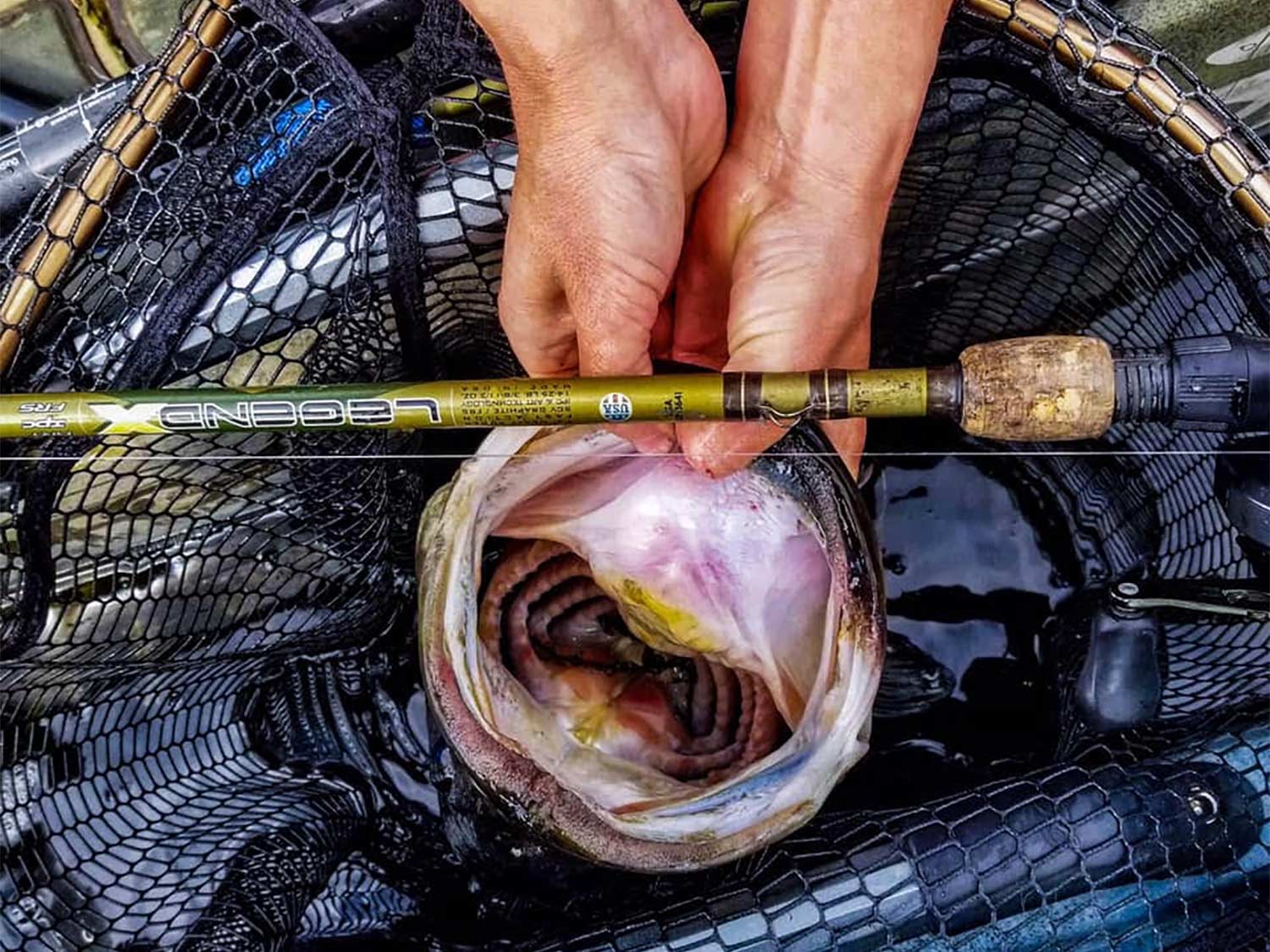 Hands hold a largemouth bass by the lip while it's in a fishing net.