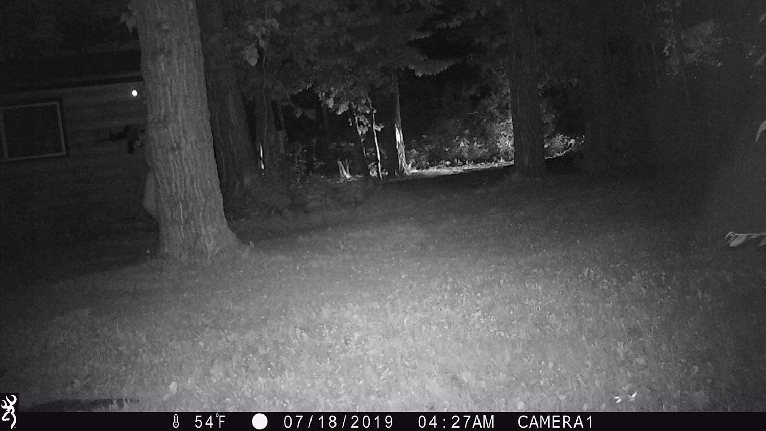 A nighttime camera catching a trespasser on film.