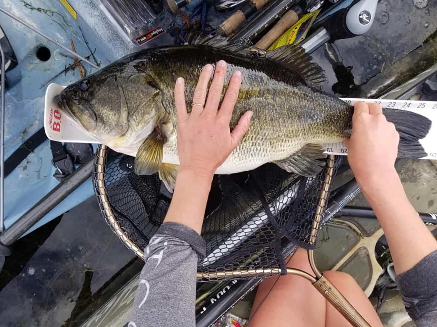 Angler measures the length of a largemouth bass.
