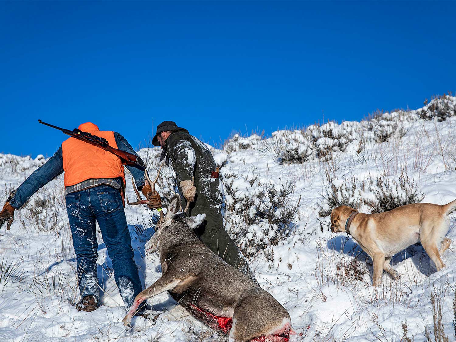 Two hunters drag a mule deer through the snow. Their hunting dogs follow.