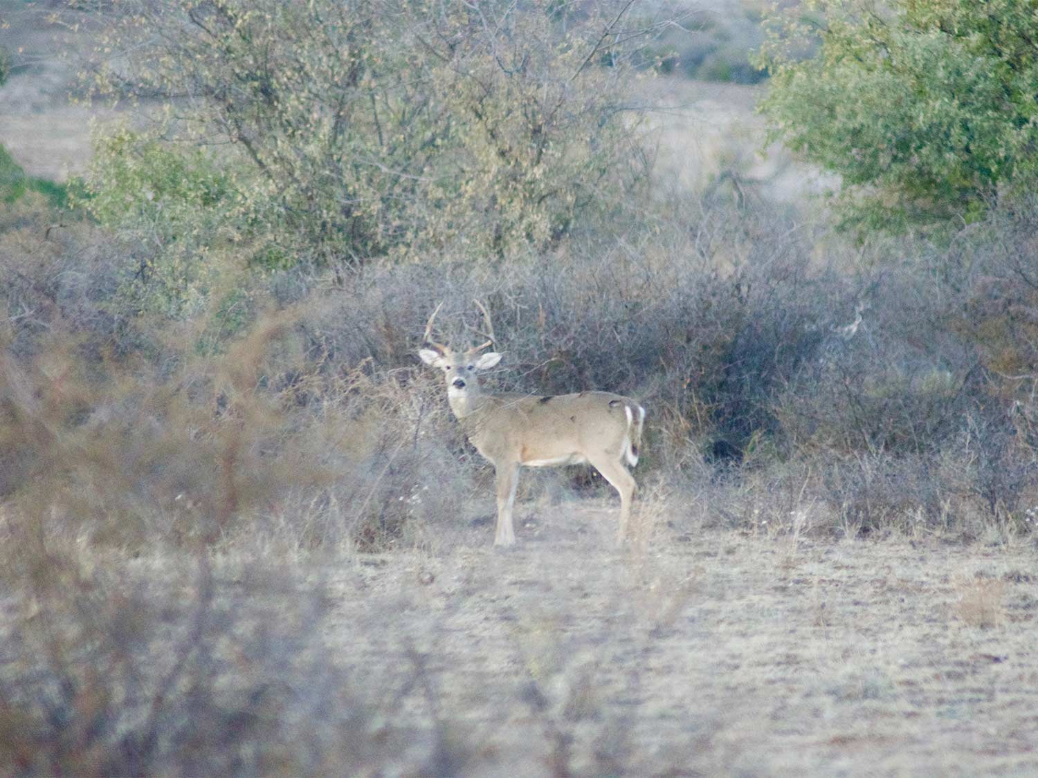 A whitetail deer stands in a large dry field in the western backcountry.