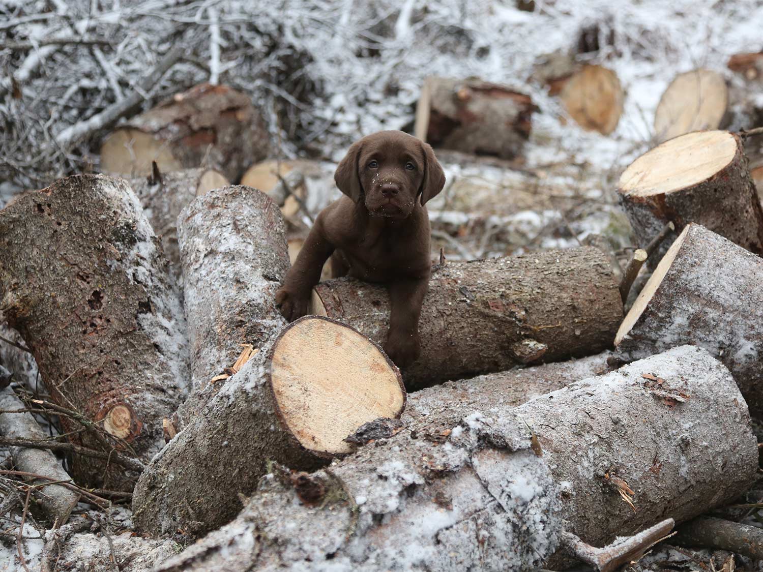 A chocolate lab puppy crawls through chopped trees in the snow.