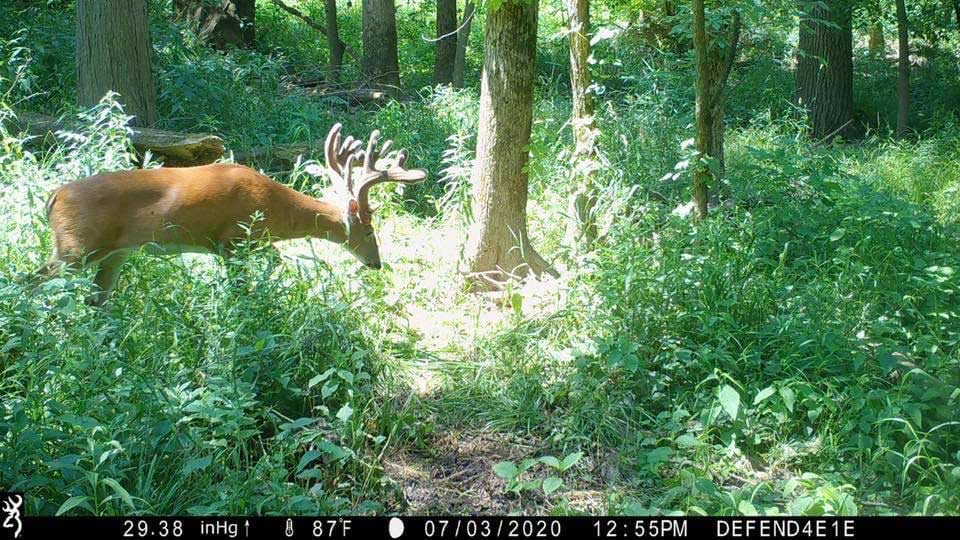 A trail camera photo of a whitetail deer feeding in a clearing.