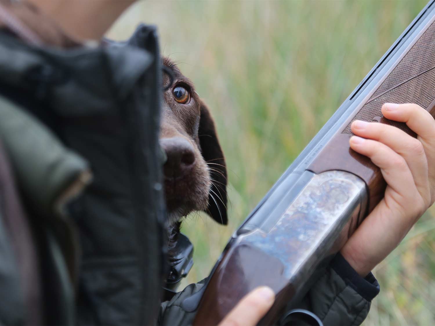 A chocolate lab hunting dog peeks around its hunter, who is holding a shotgun in their hands.