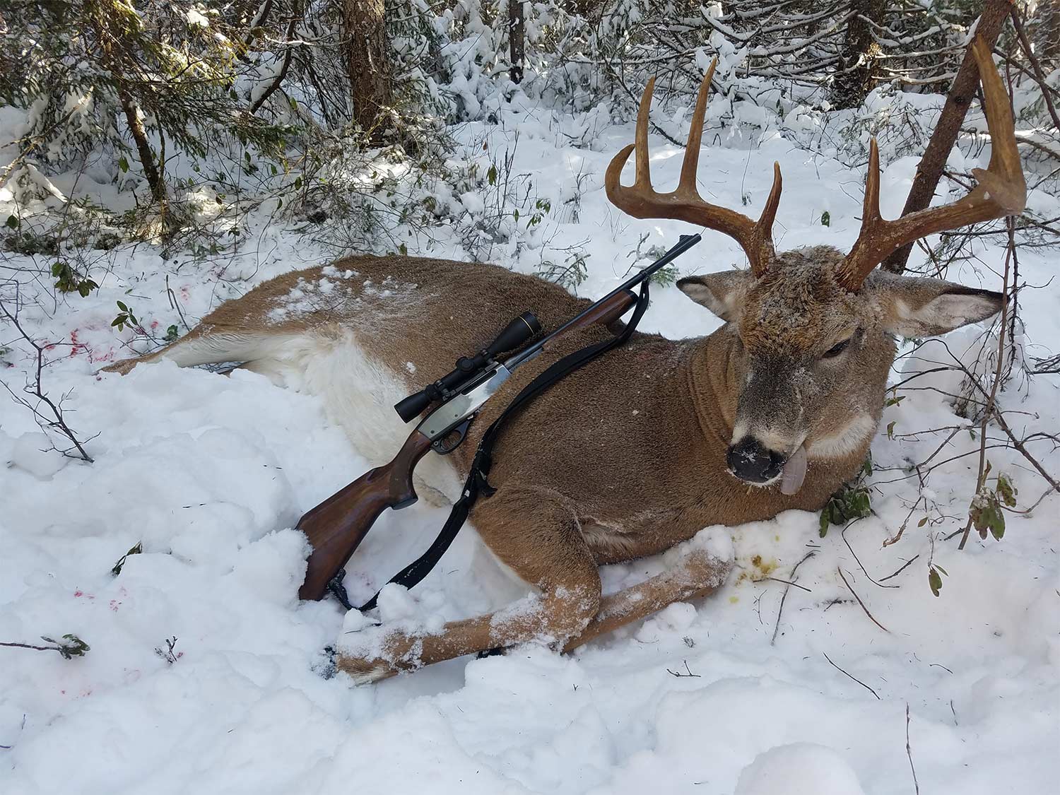 A whitetail buck lays dead in the snow while a rifle is propped against it.