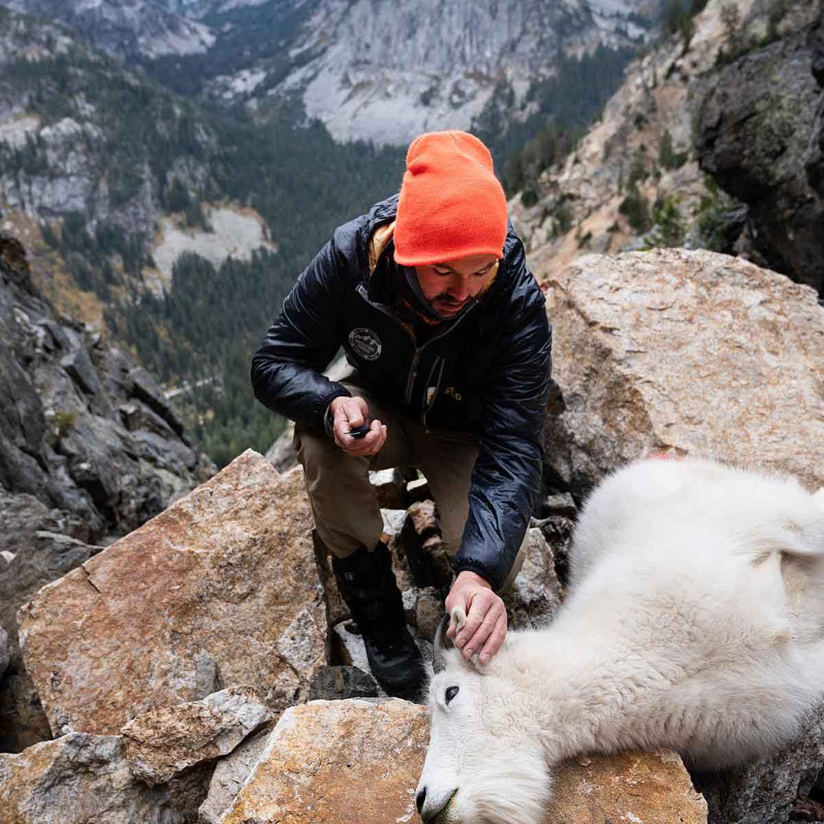 Volunteer Natty Hagood removes a piece of a mountain goat ear for DNA sampling in the Teton Range.