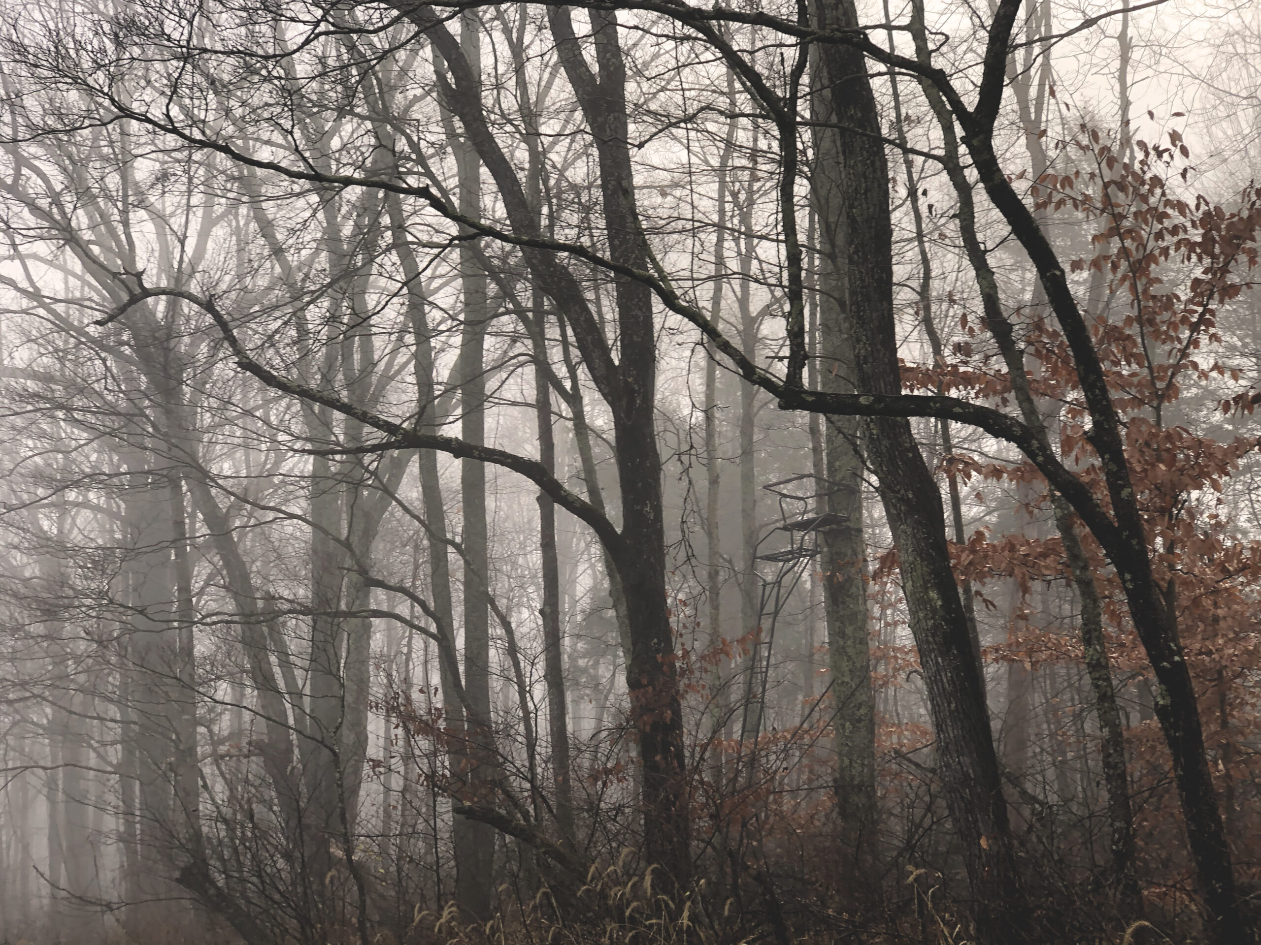 A double-seater ladder treestand tucked into a misty wooded field edge.