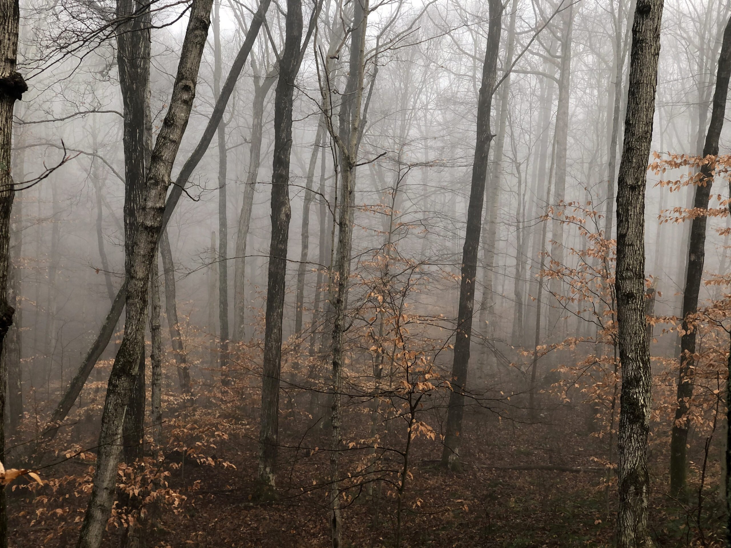 The misty woods on a foggy fall morning.