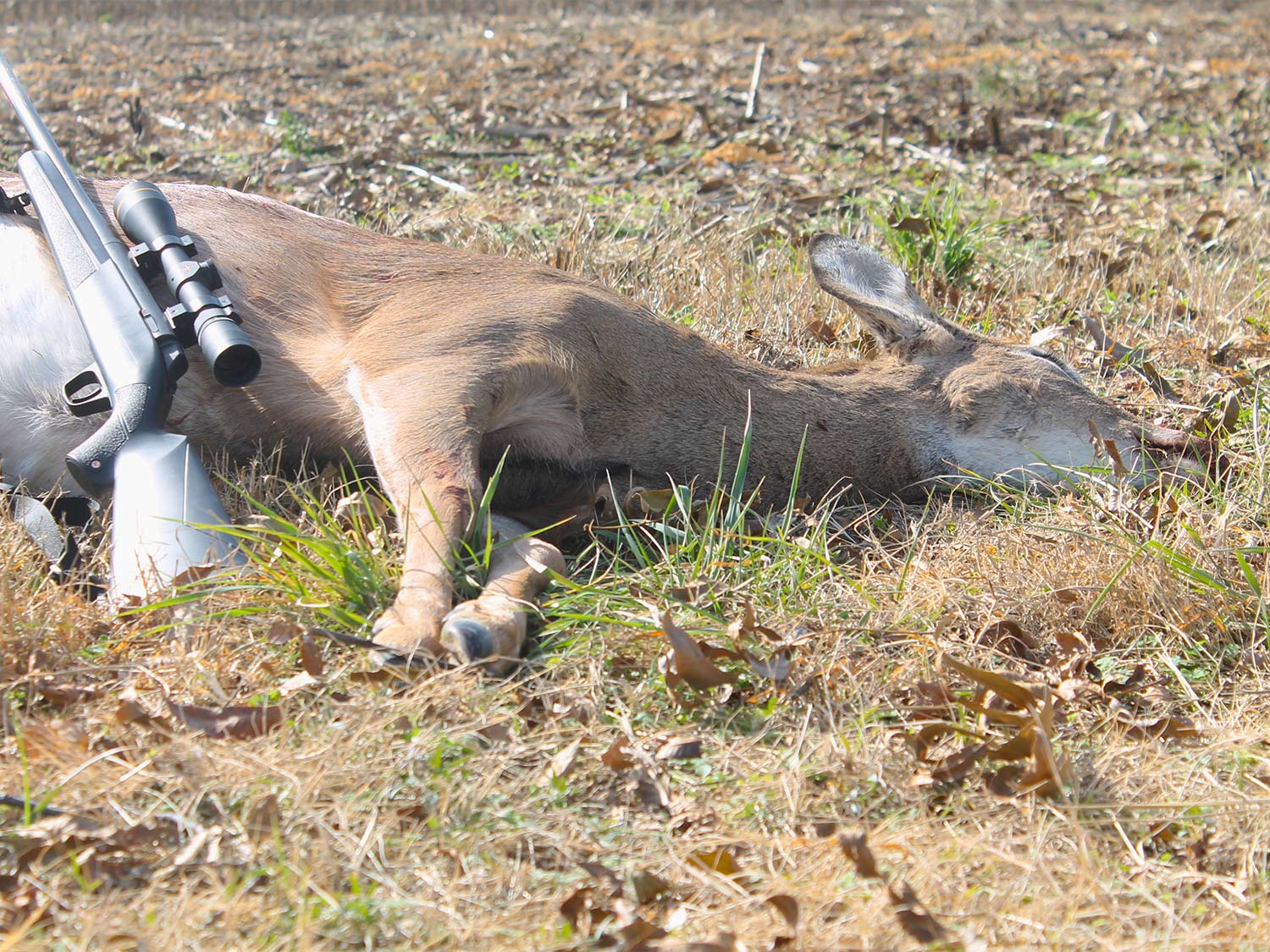 A whitetail deer on the ground.