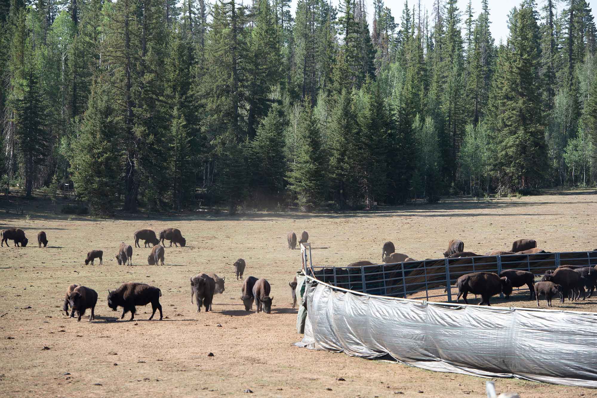 Relocated 57 bison from the North Rim.