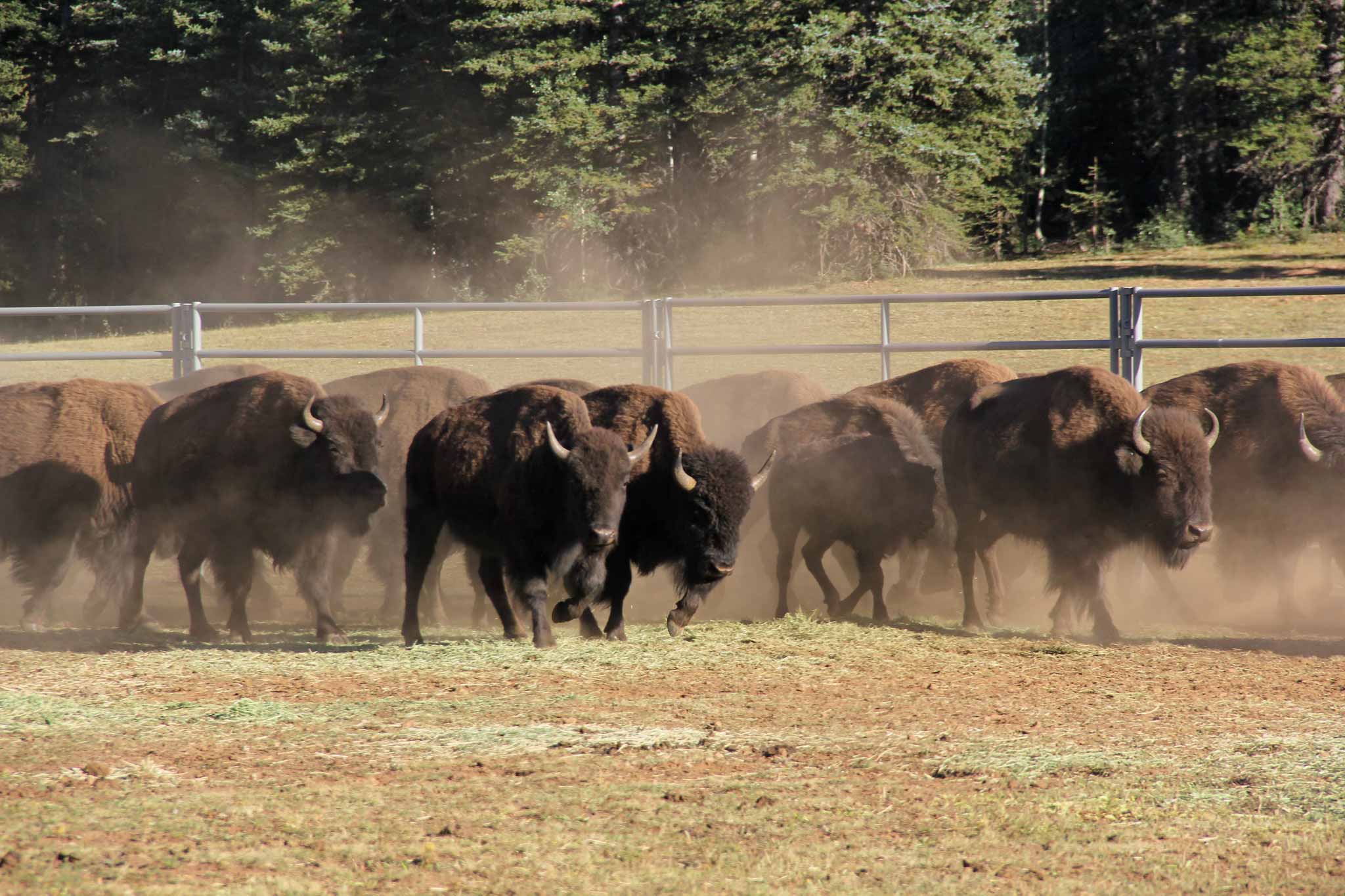 These bison were captured and transferred to the InterTribal Buffalo Council.