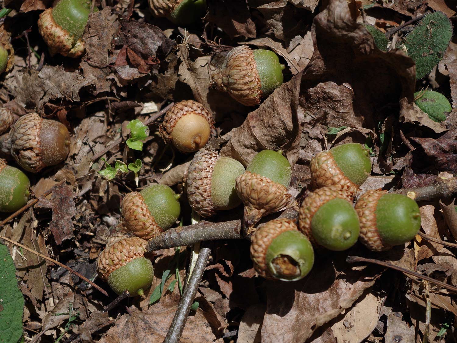 A pile of green acorns on a leafy ground.