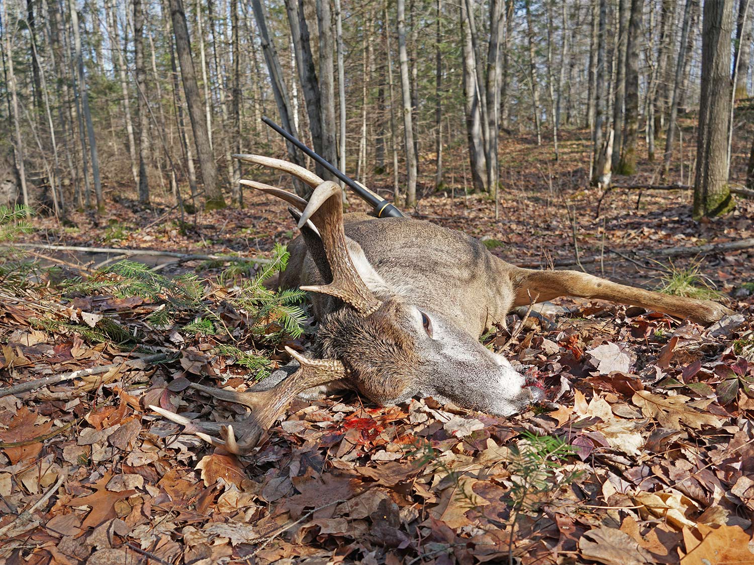 A dead whitetail deer on the ground in the leaves in the woods.