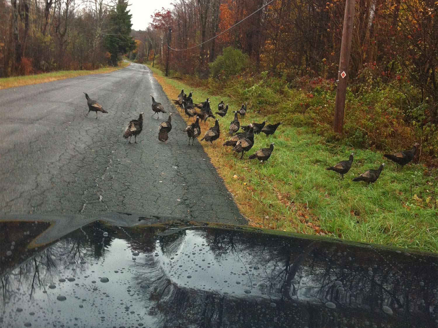 A flock of turkeys crossing a paved road.