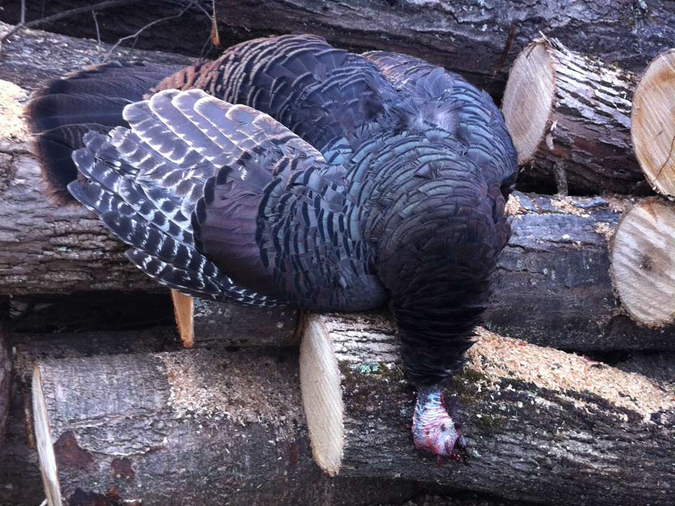 A turkey laying over a pile of chopped lumber.