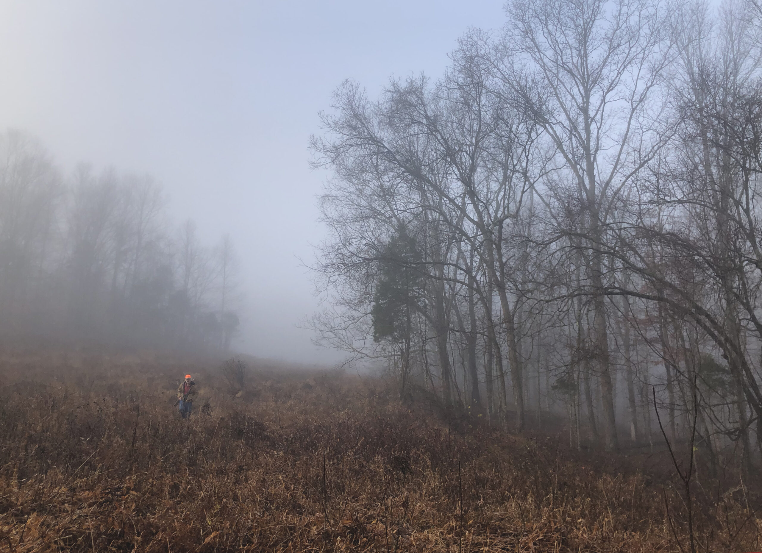 A man in a blaze orange hat walks through a misty fall field.