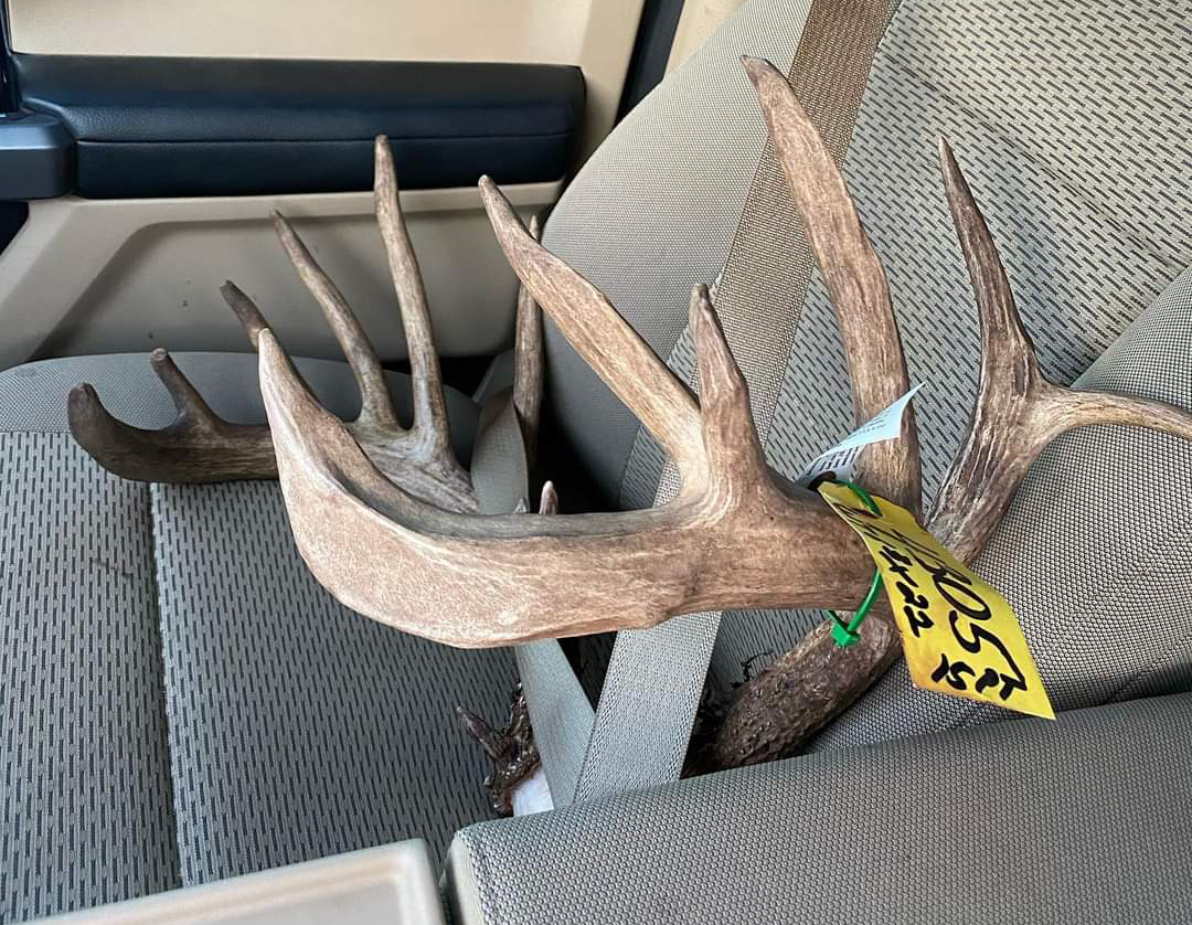 A big whitetail buck rack buckled into a passenger seat.