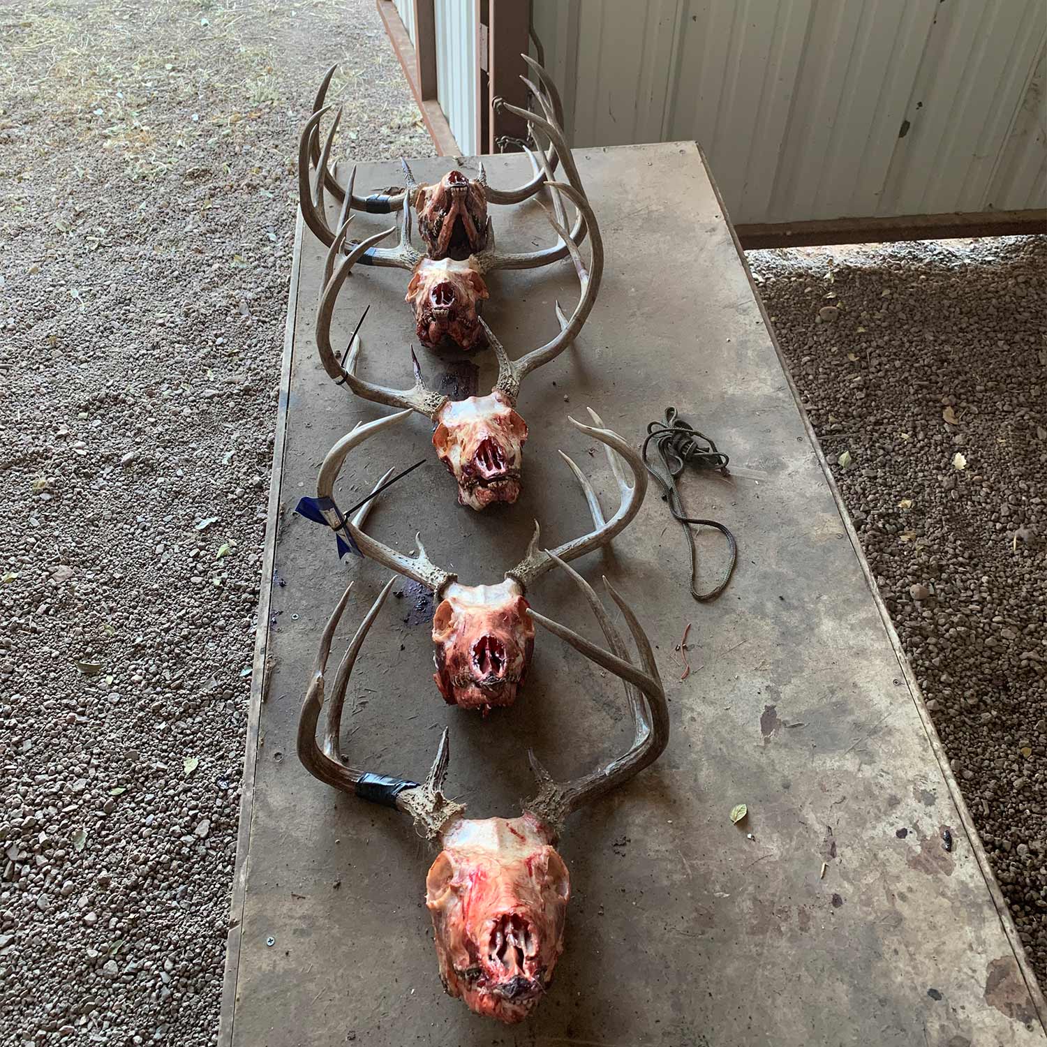 A lineup of four tagged deer skulls and antlers on a block.