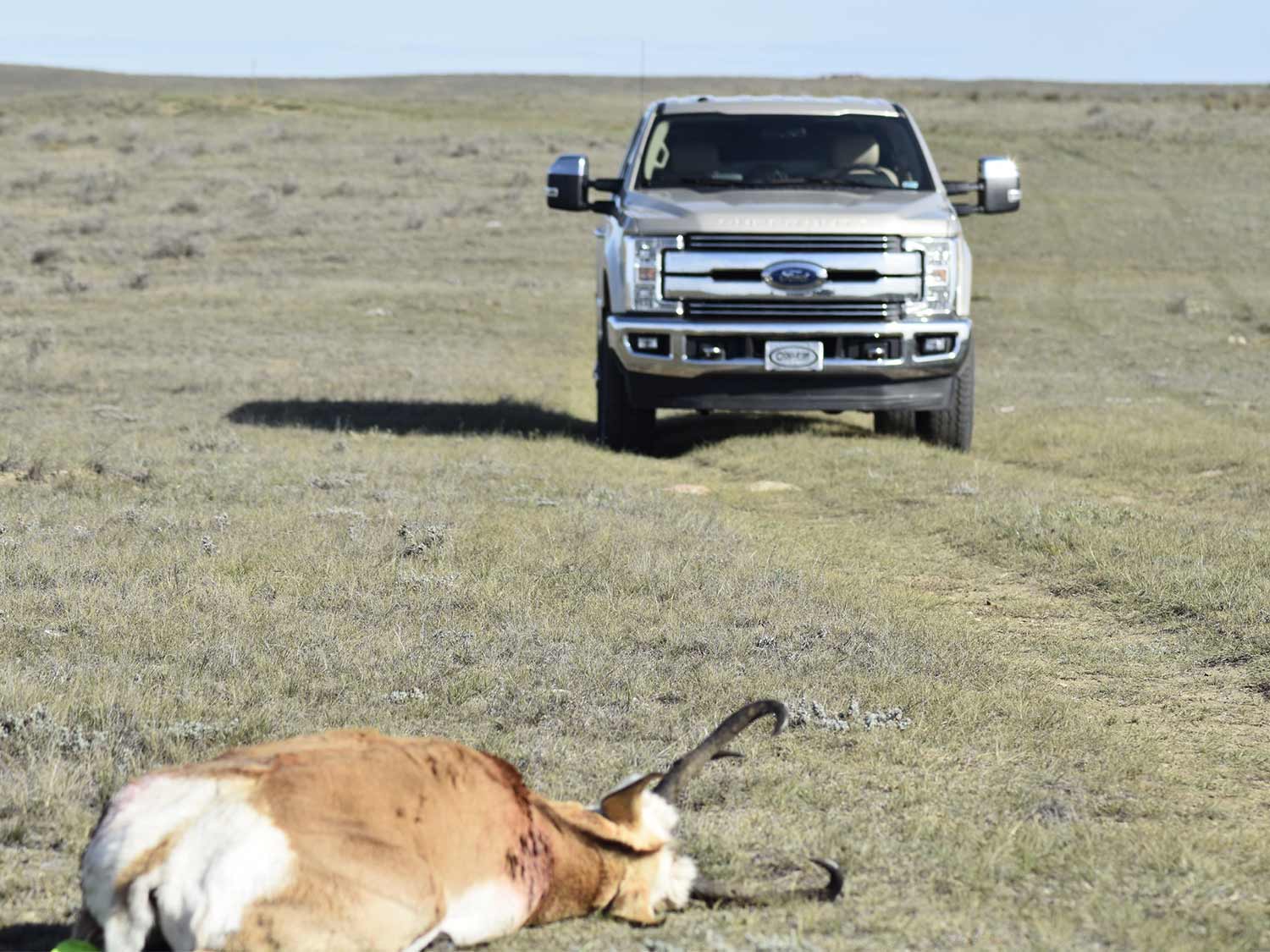 A truck drives up on a dropped antelope on the ground.