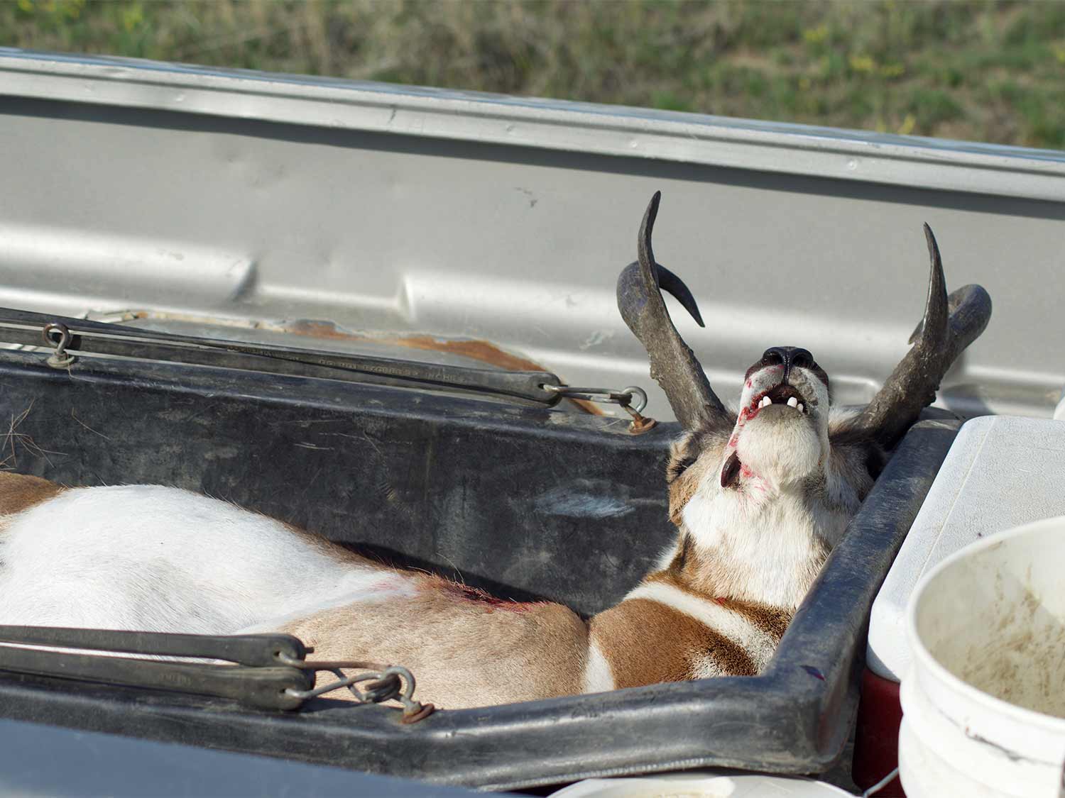 A pronghorn antelope in the back of a truck.