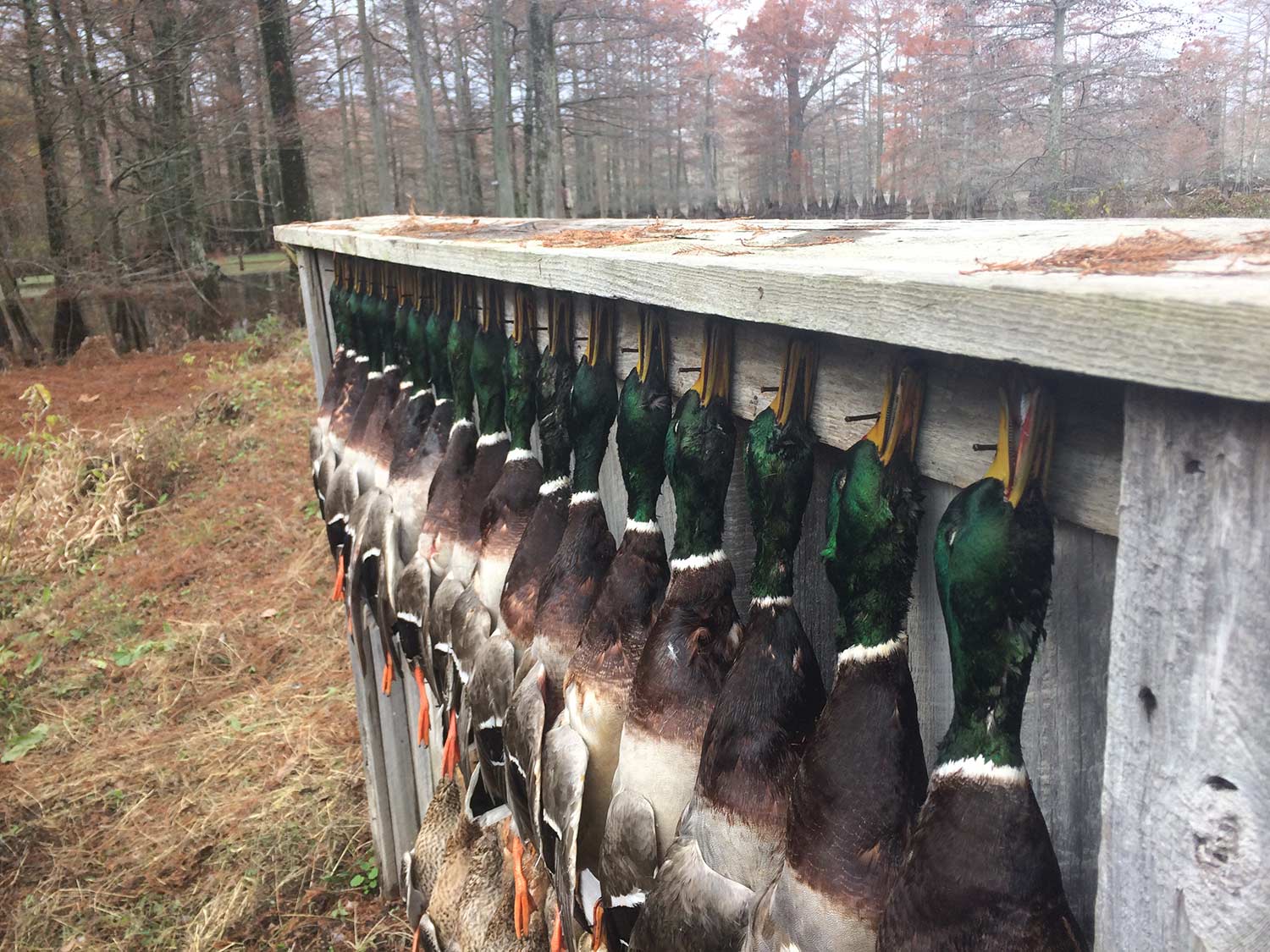 A lineup of mallard ducks pinned to a wall.