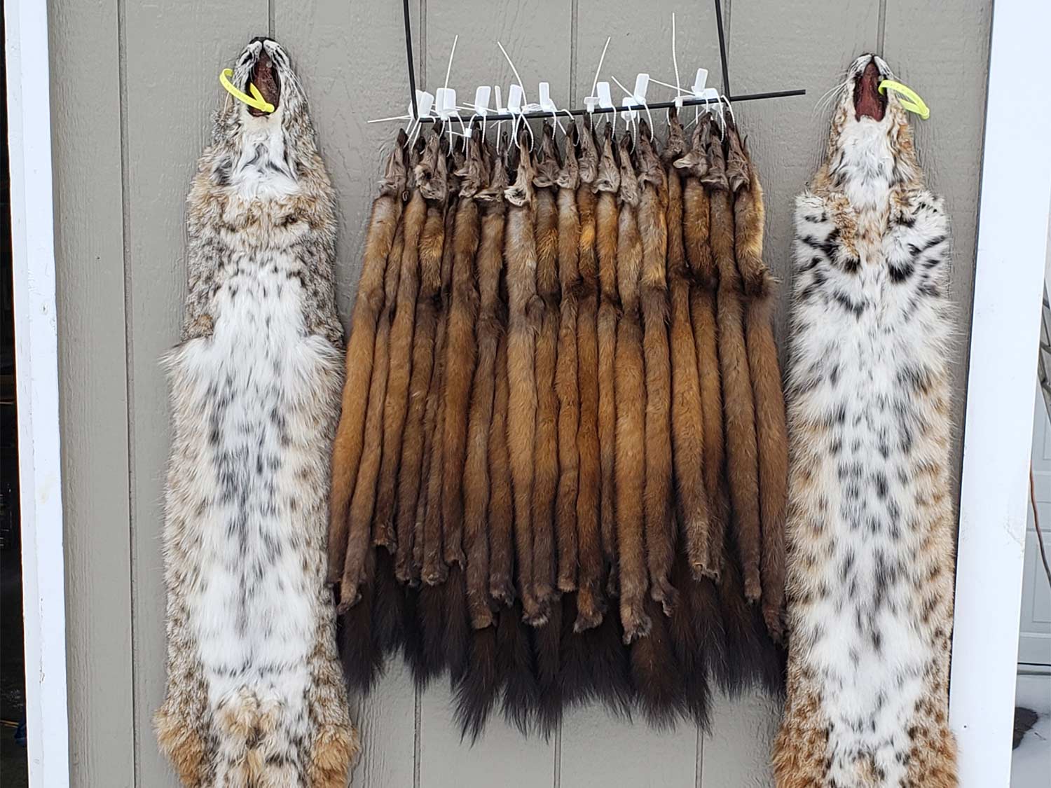 A bunch of marten and bobcat pelts hanging on a door.