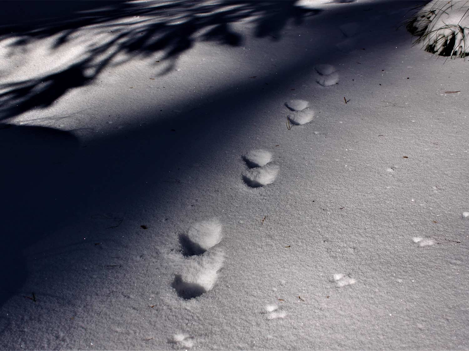 A hunters footprints in the snow next to tracks from a marten.