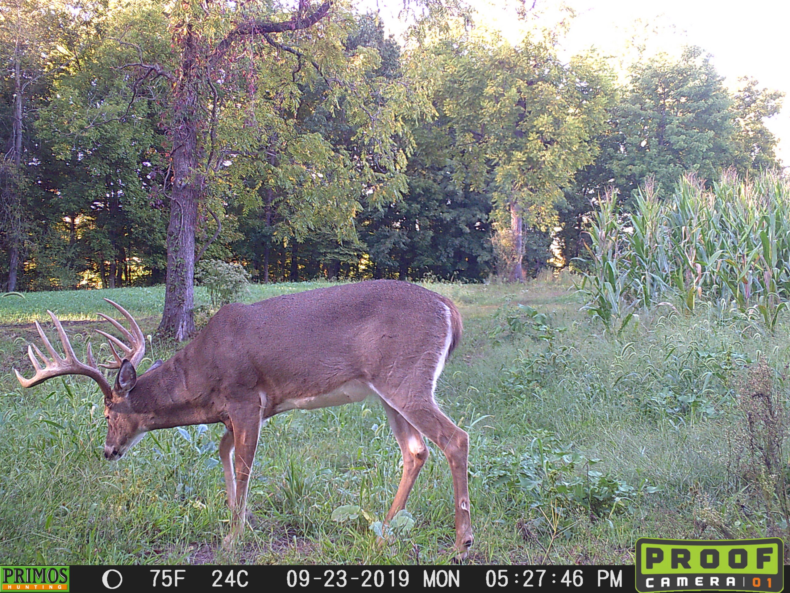 A broadside view of a big whitetail buck on trail camera.