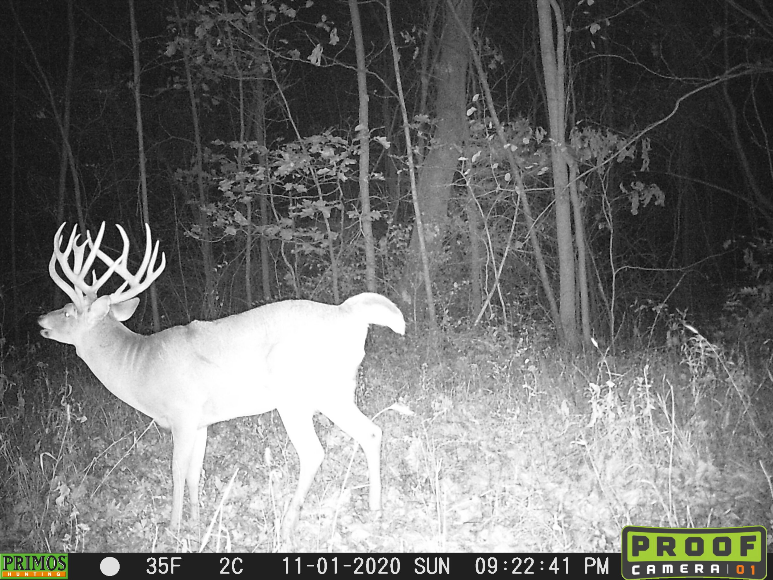A black and white trail camera photo of a big whitetail buck.