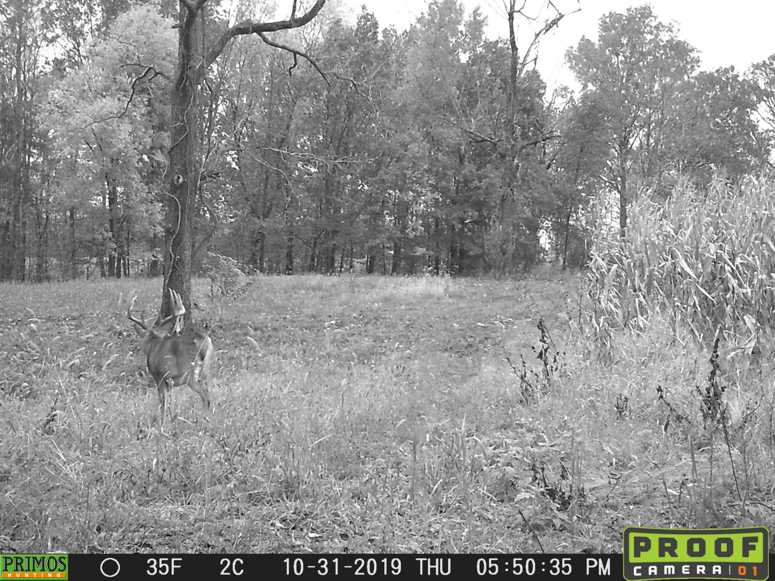 A black and white trail cam photo of a whitetail buck.