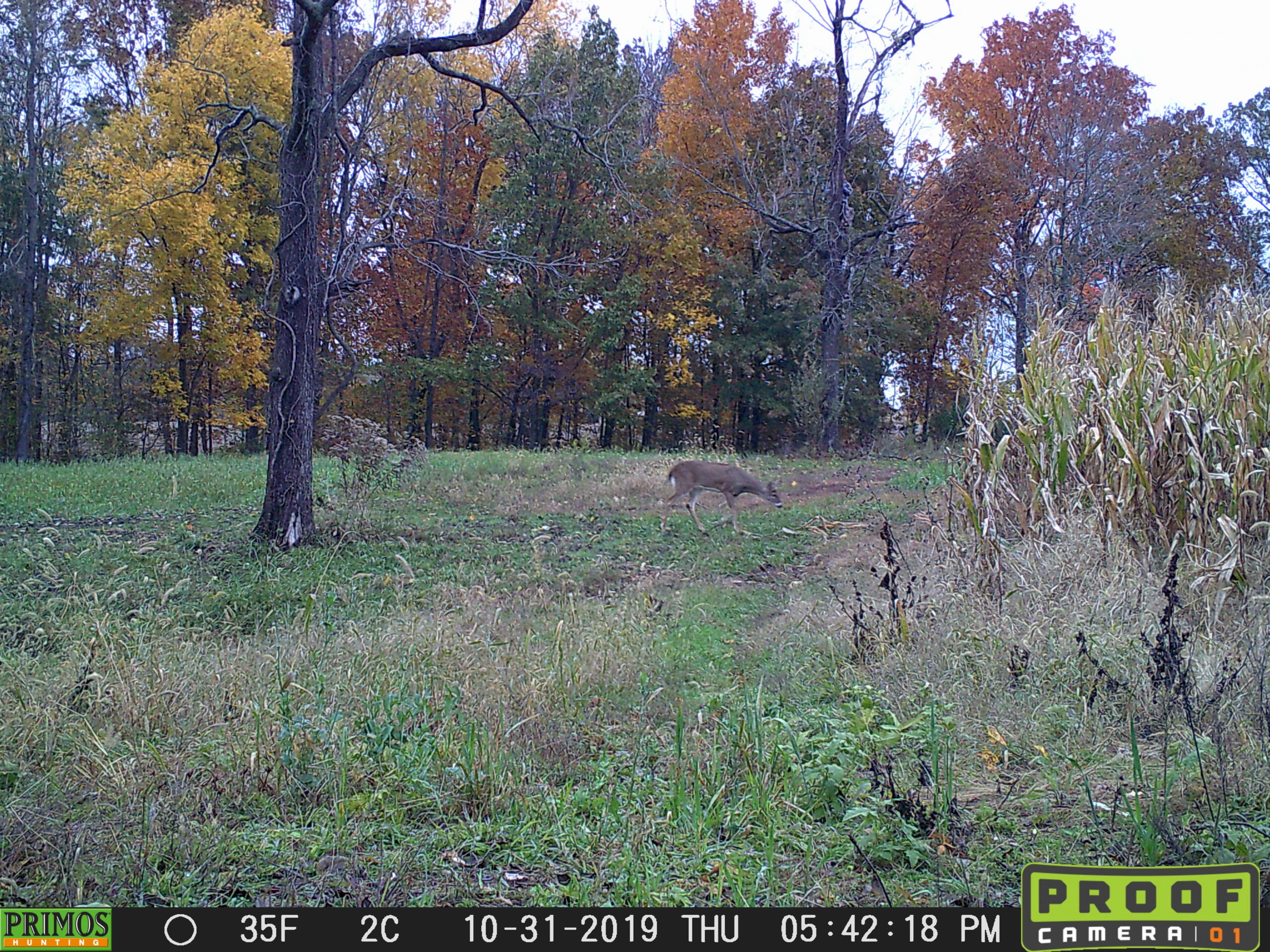 A small whitetail deer on a trail camera with changing leaves in the background.