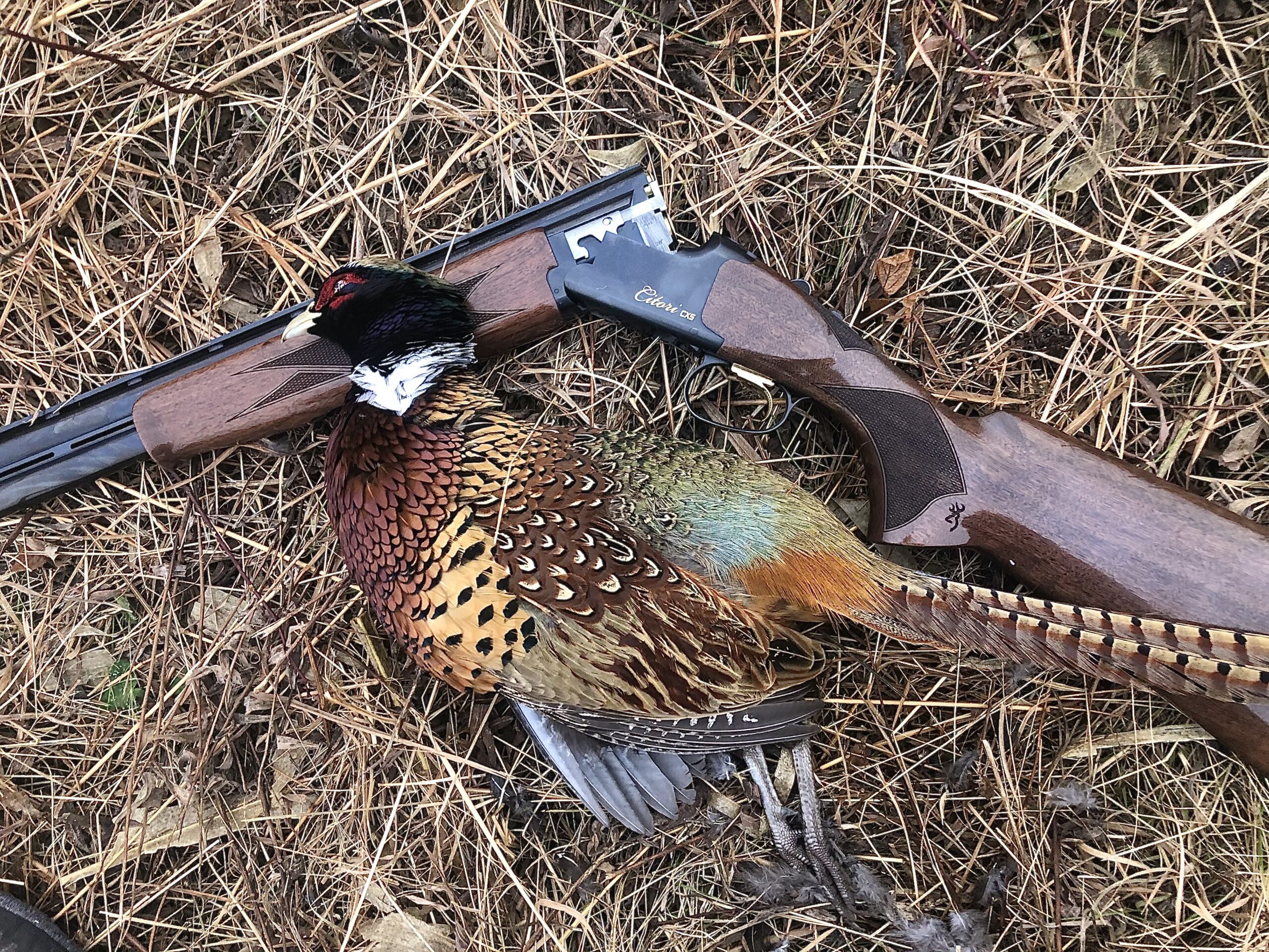 A Wisconsin rooster killed on a quick, public-land hunt.