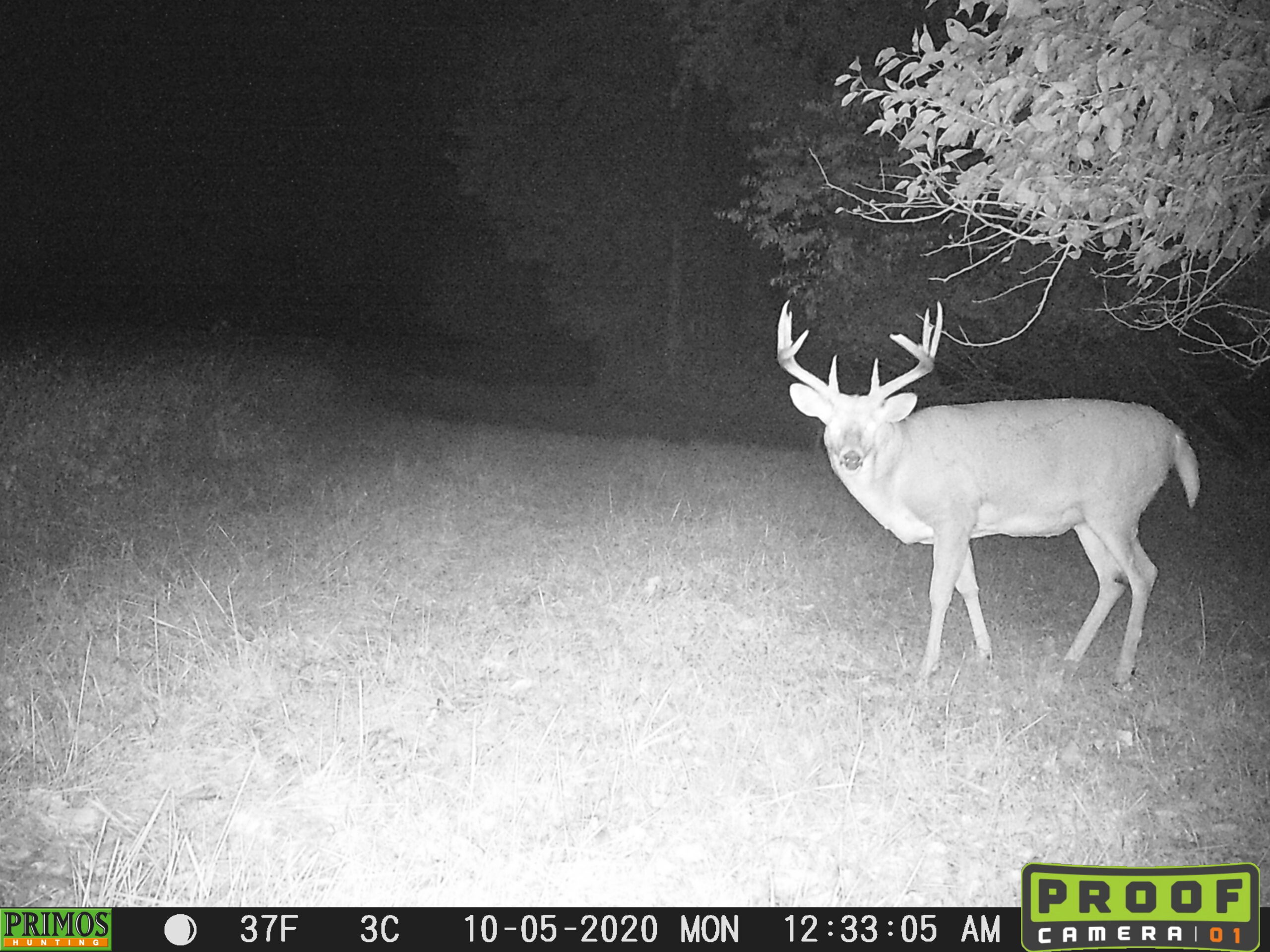 A giant fat old whitetail buck, broadside on trail camera at night.
