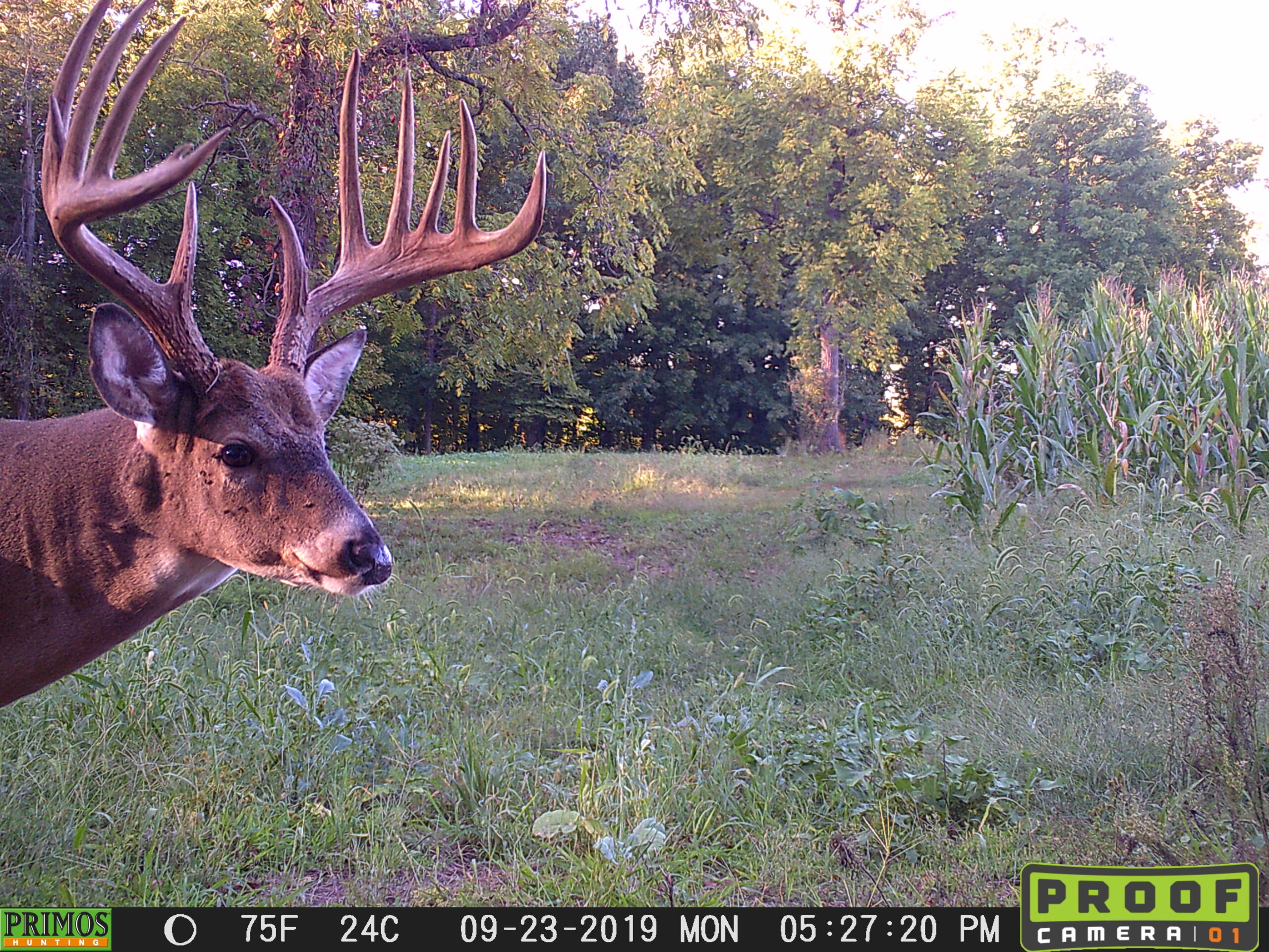 A big buck on trail camera.