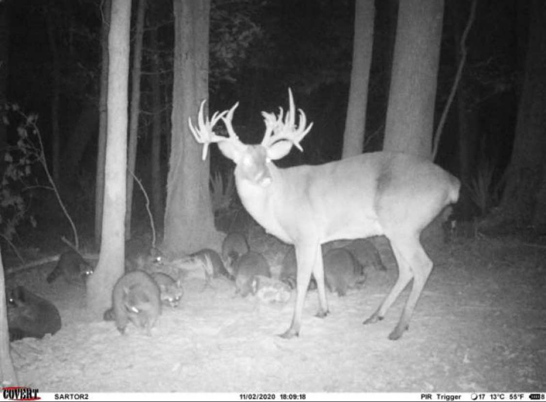 A black and white trail camera photo of a whitetail buck.