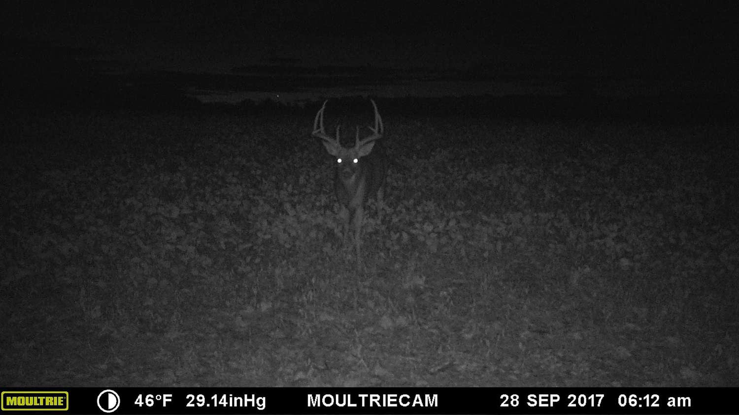 A trail cam photo of a deer at night.