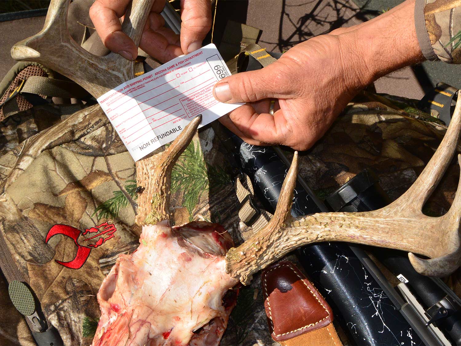 A hunter slips a tag on to deer antlers.
