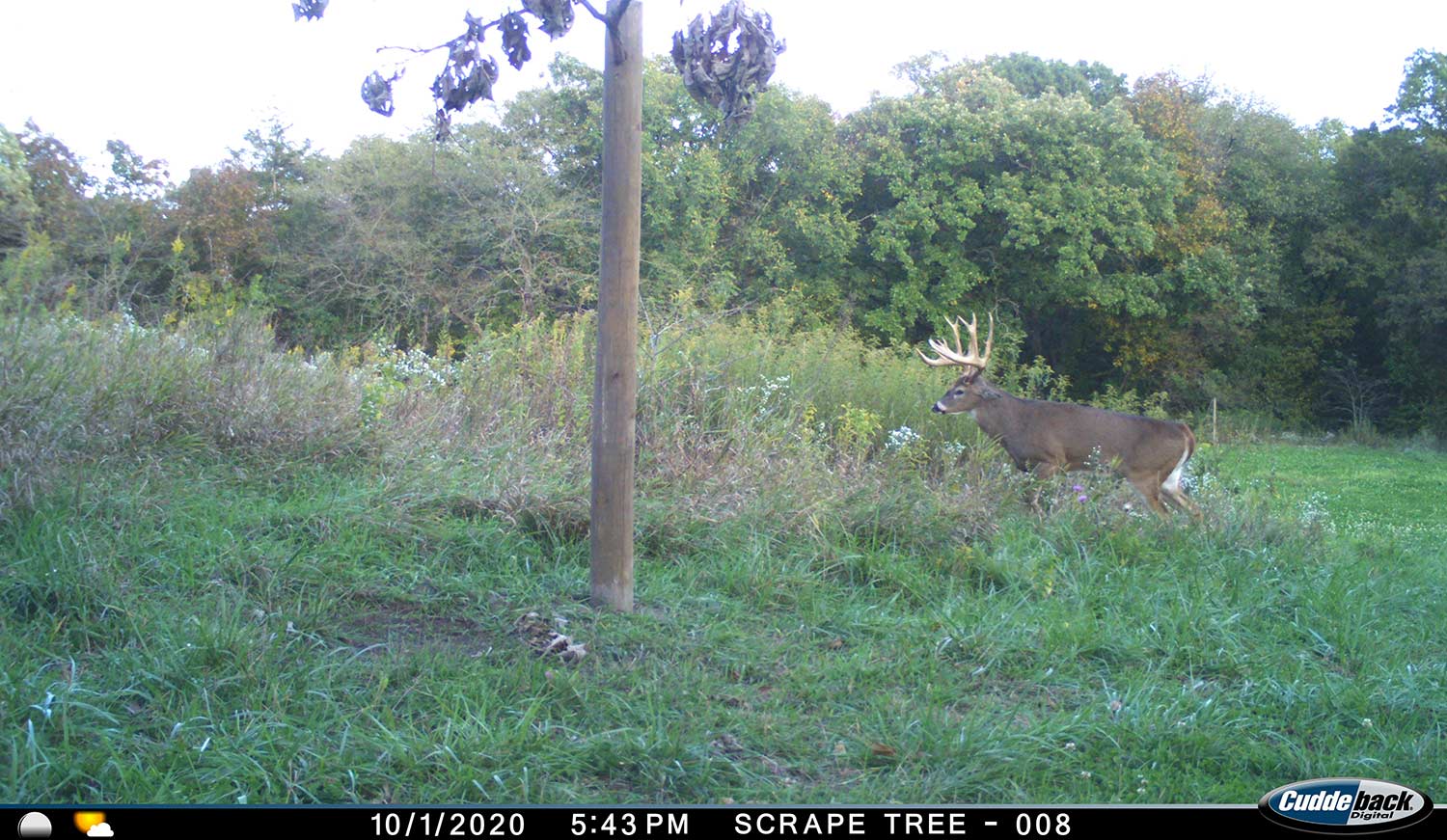 Trail camera footage of a deer in a food plot.