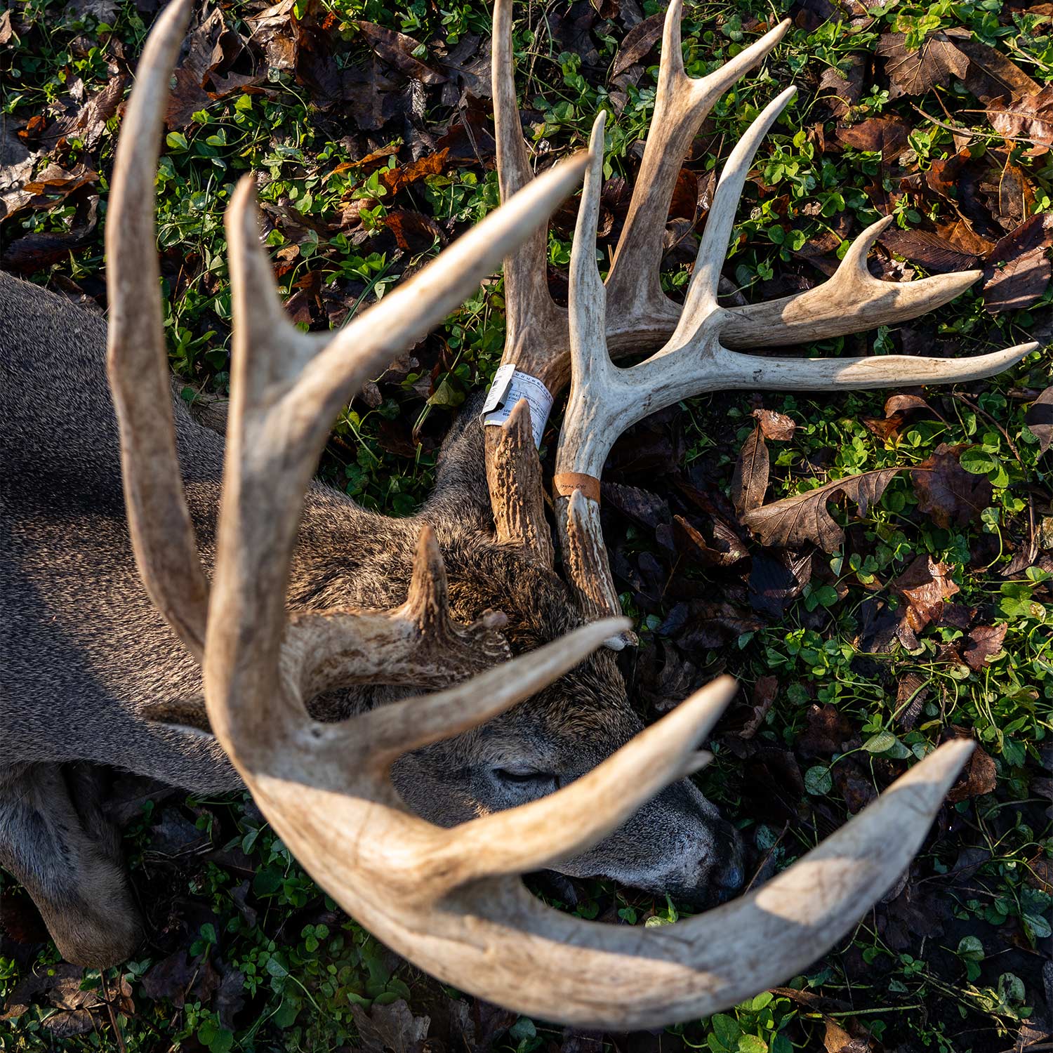 A whitetail deer on the ground with its antlers tagged.
