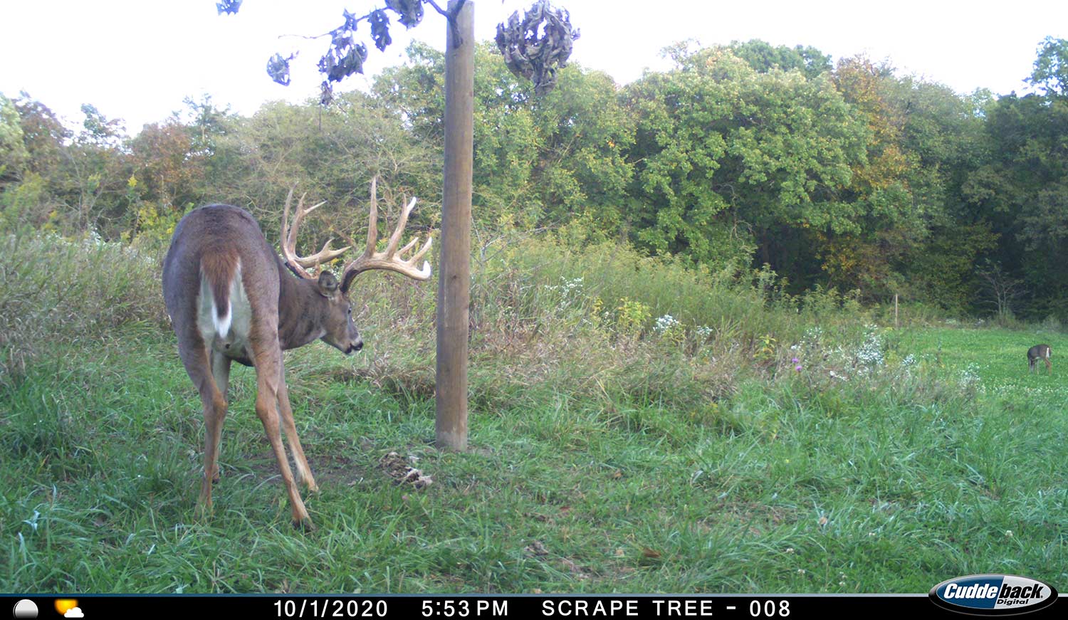 Trail camera footage of a whitetail deer next to a scraping tree.