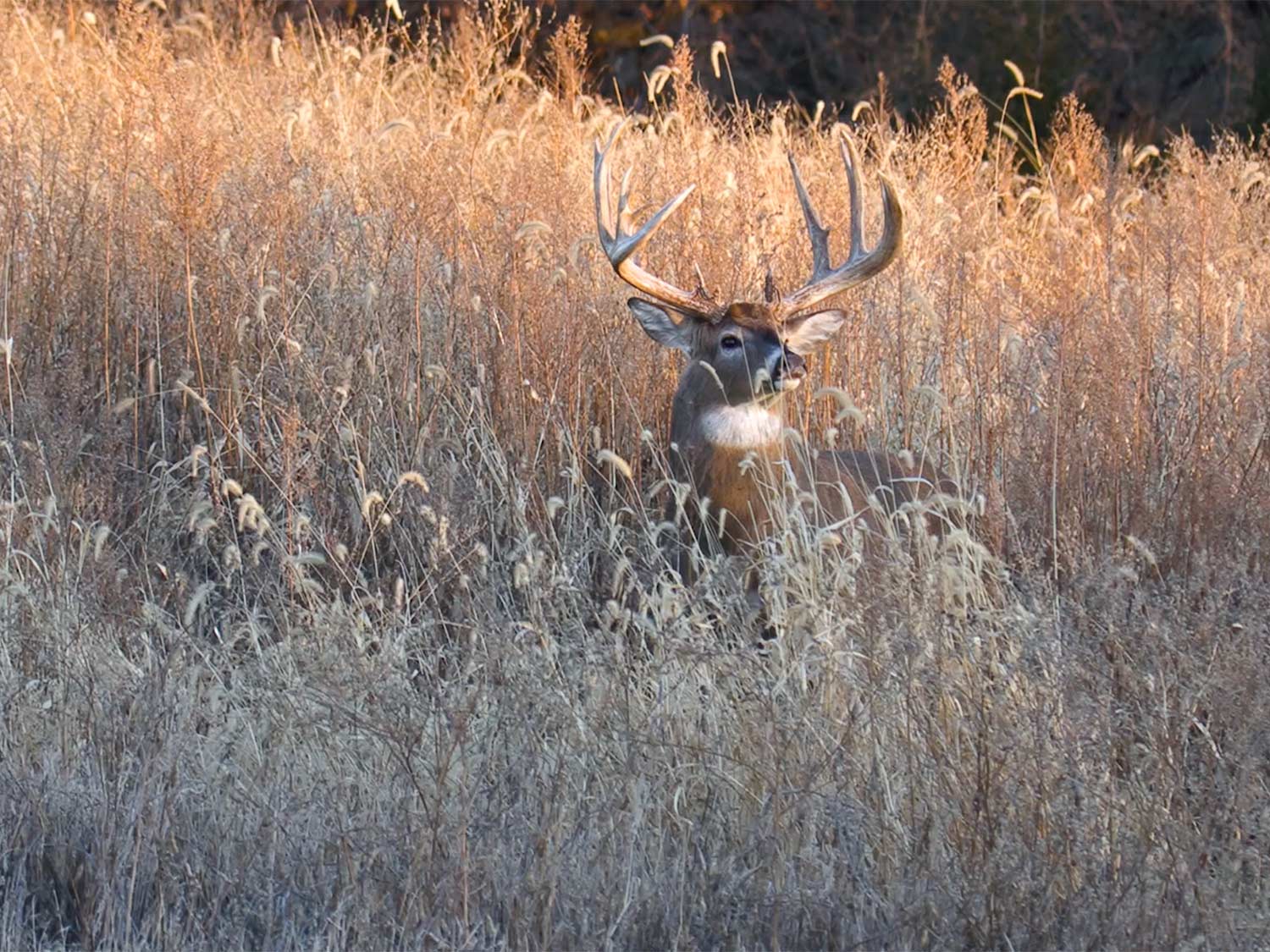 A whitetail deer sits in a field of tall grass.