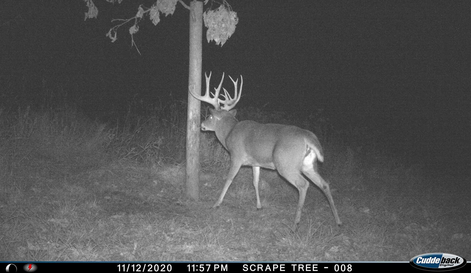 Trail camera footage of a whitetail deer at night next to a scraping tree.
